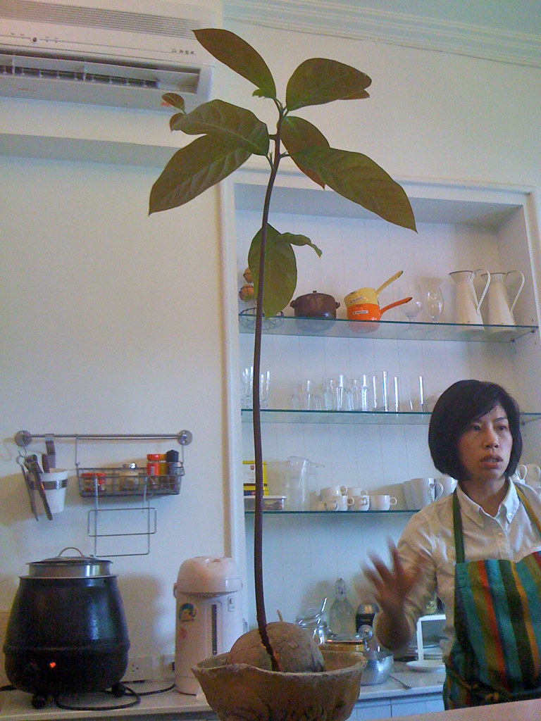 鵪鶉鹹派 - 這棵是酪梨